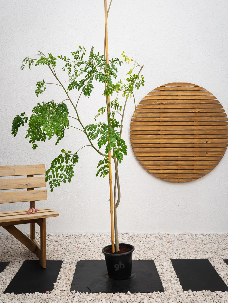 Drumstick Tree (Moringa Oleifera)