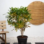 Curly Croton (Codiaeum Variegatum)