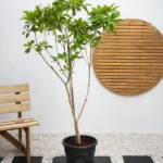 Chickoo Tree (Manilkara zapota)