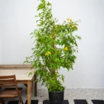 Yellow Bells Tecoma (Tecoma Stans)