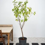 Guava Tree (Psidium guajava)