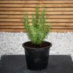 Rosemary Herb (Rosmarinus officialis)