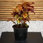 Acalypha Red (Acalypha Wilkesiana)