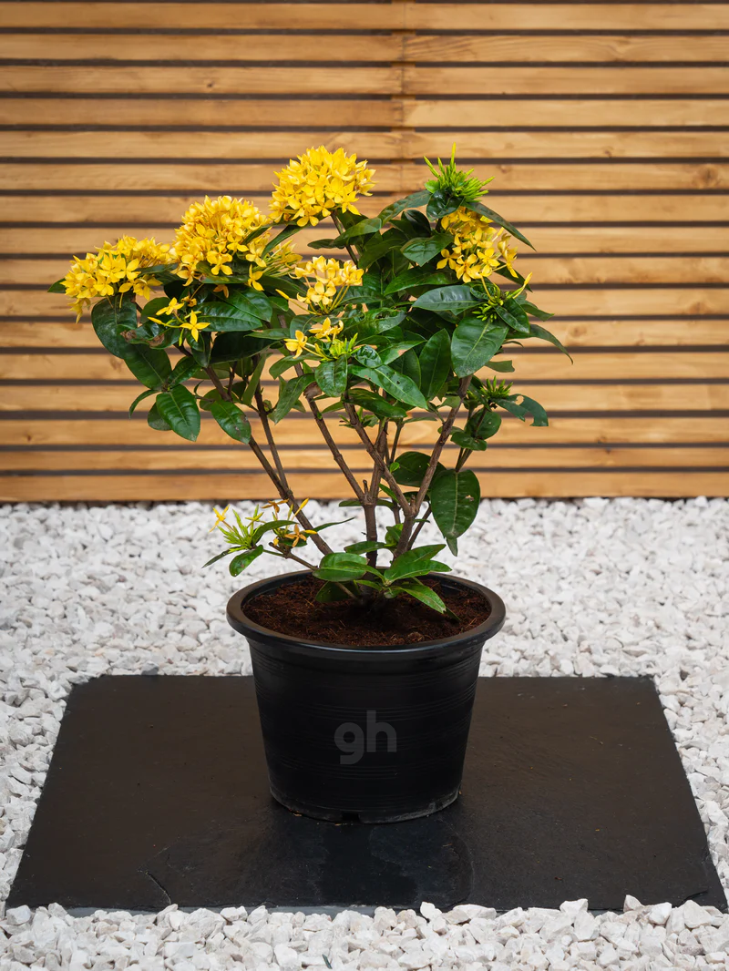 Ixora Cocinea (Ixora Cocinea)