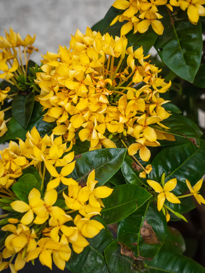 Ixora Cocinea (Ixora Cocinea) - Image 8