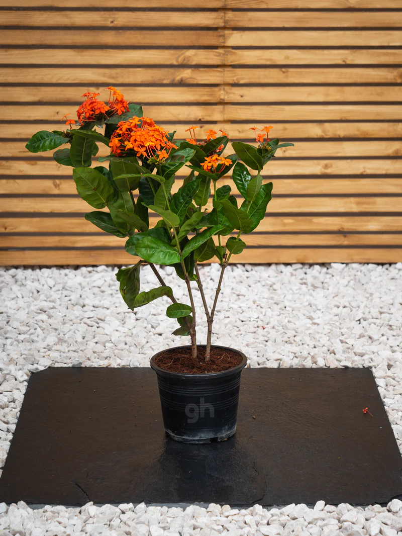 Ixora Cocinea (Ixora Cocinea) - Image 7