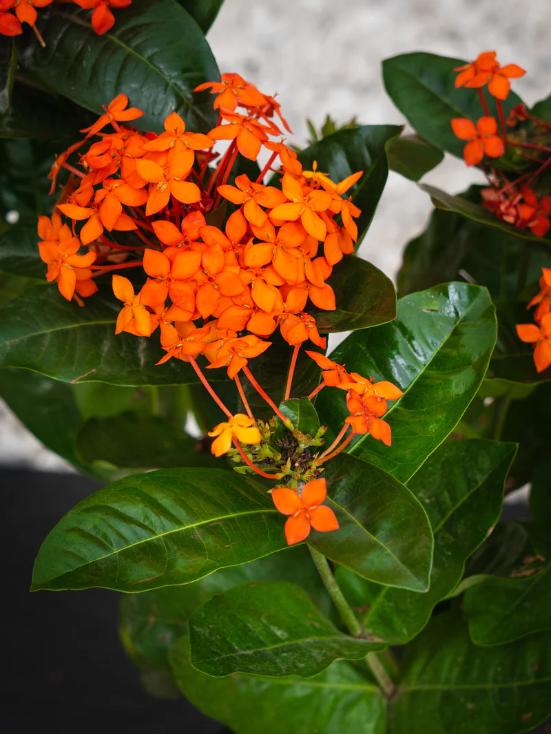 Ixora Cocinea (Ixora Cocinea) - Image 6
