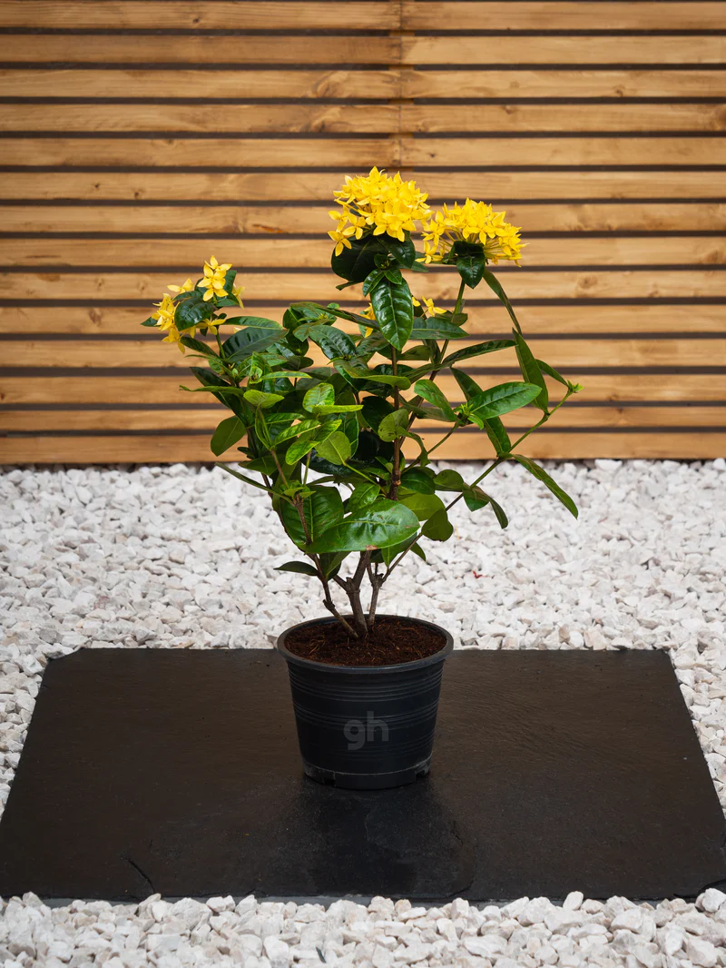 Ixora Cocinea (Ixora Cocinea) - Image 5