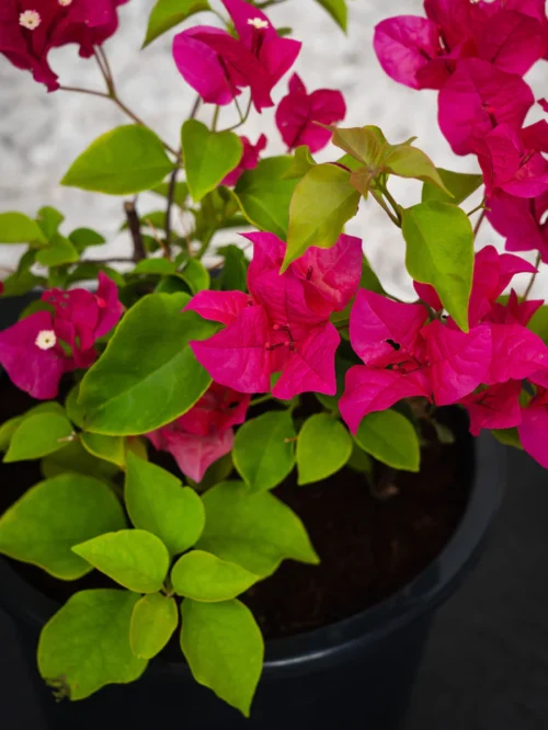 Bougainvillea (Bougainvillea Glabra)