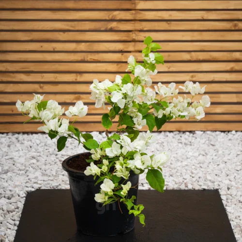 Bougainvillea (Bougainvillea Glabra)