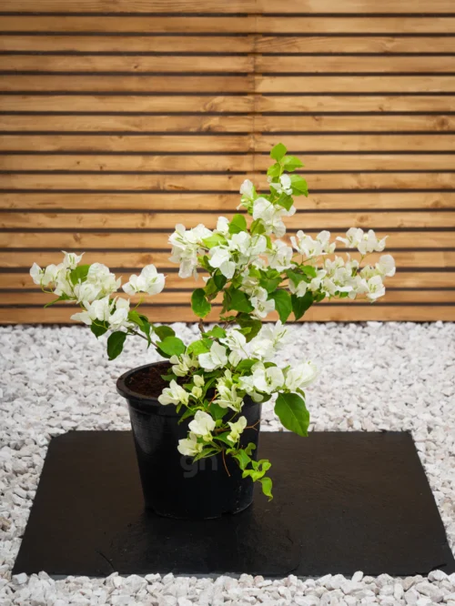 Bougainvillea (Bougainvillea Glabra)