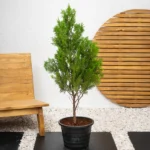 Thuja Orientalis (Thuja Orientalis)