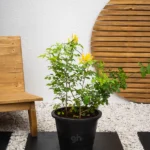 Cape Honeysuckle (Tecomaria Capensis)