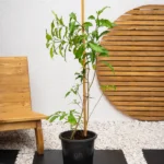 Day King (Cestrum Diurnum)