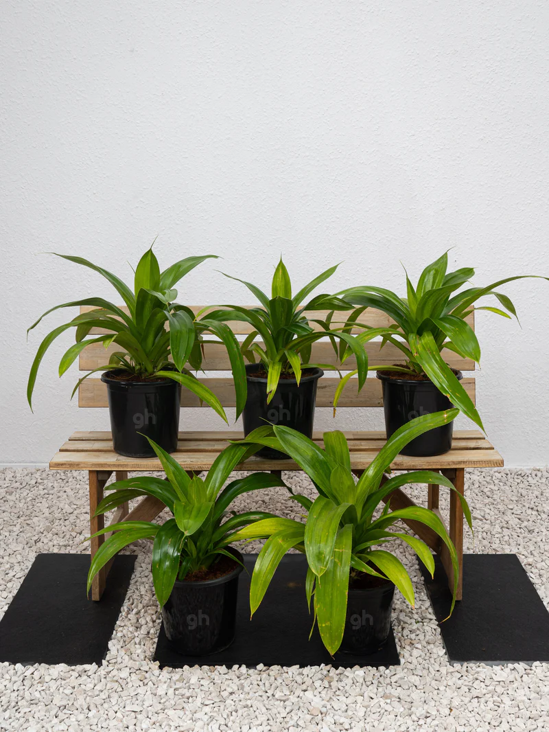 Wide Leaf Pandanus (Pandanus Amaryllifolius) - Image 5