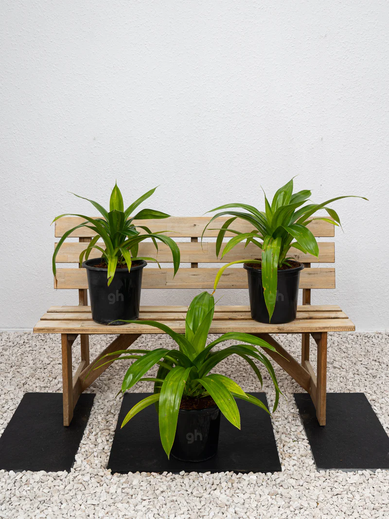 Wide Leaf Pandanus (Pandanus Amaryllifolius) - Image 4