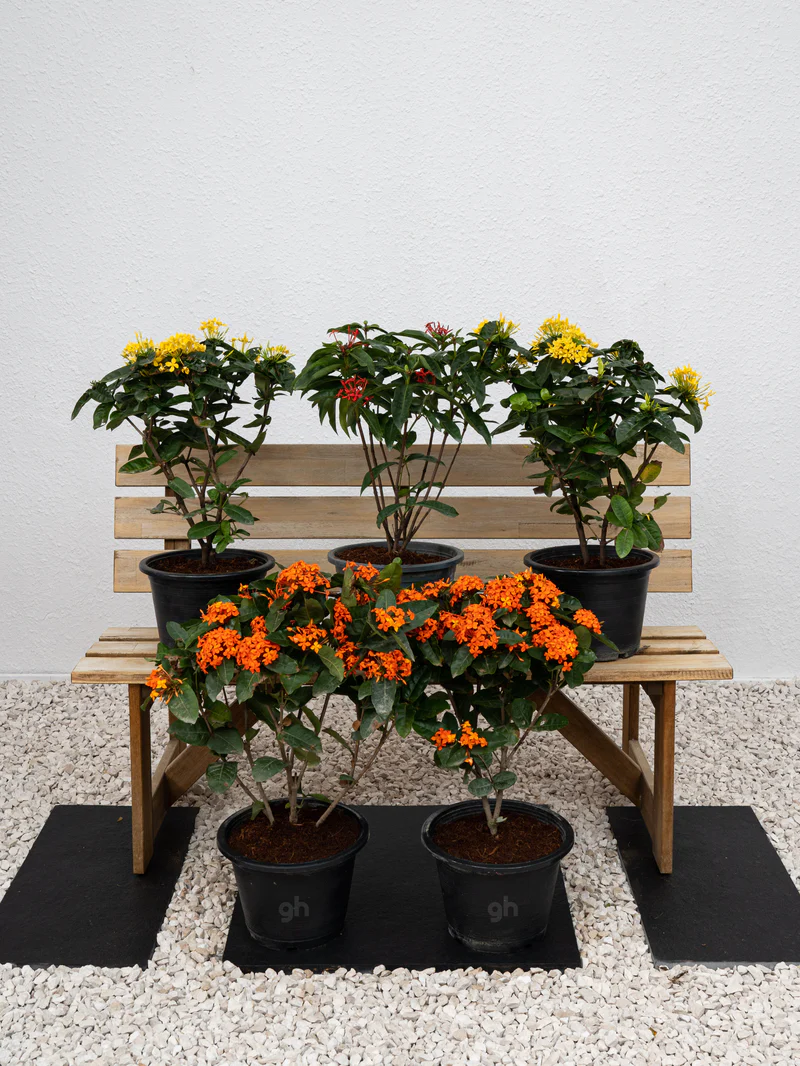 Ixora Cocinea (Ixora Cocinea) - Image 3