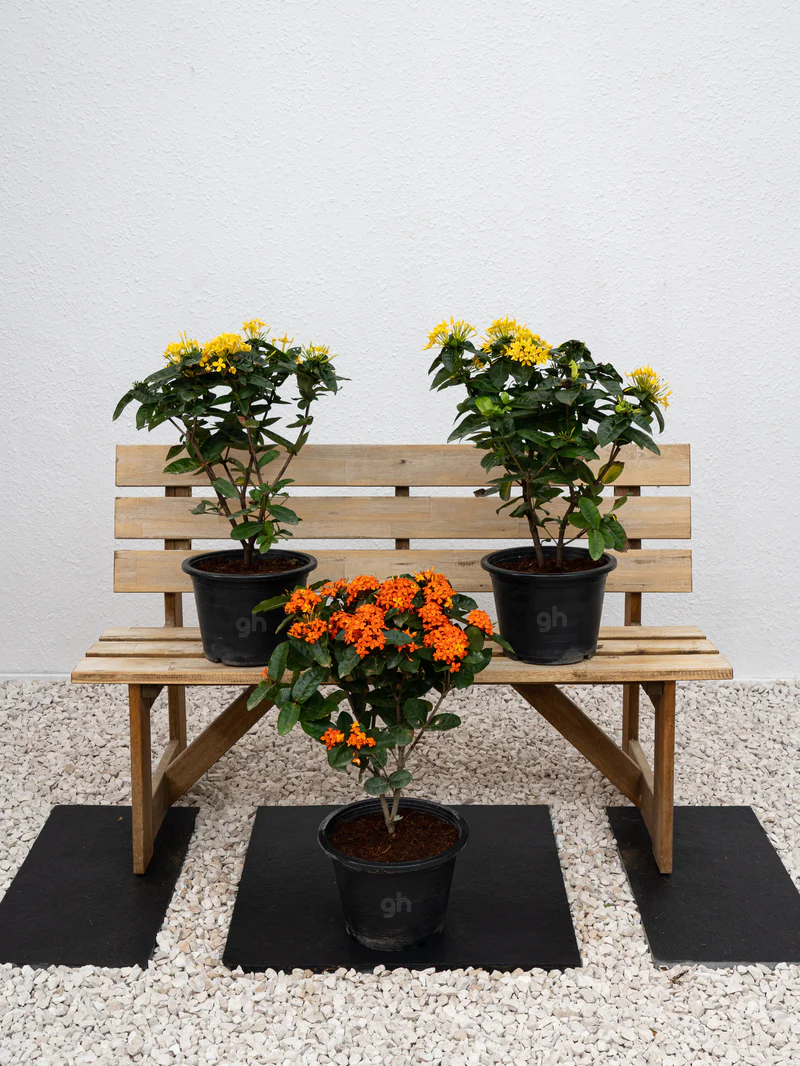 Ixora Cocinea (Ixora Cocinea) - Image 4