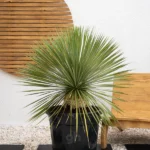 Beaked Yucca (Yucca Rostrata)