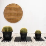 Golden Barrel Cactus (Echinocactus Grusonii)