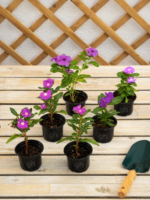 Vinca (Vinca) - Image 2