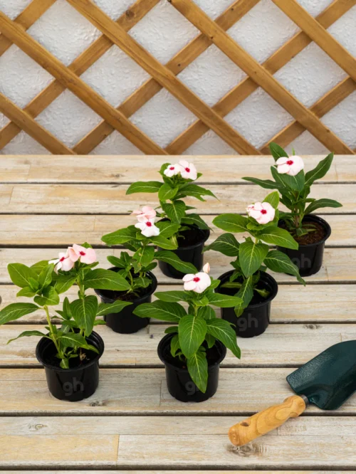 Vinca (Vinca) - Image 4