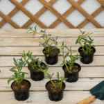 Purslane (Sesuvium Portulacastrum)