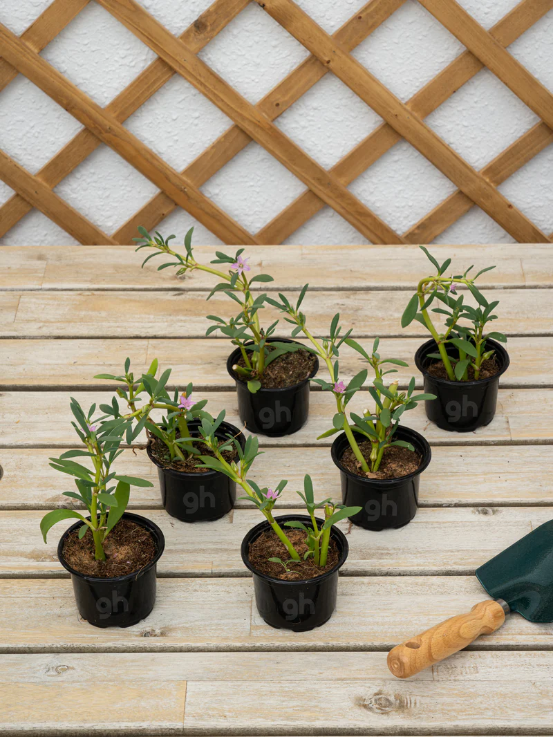 Purslane (Sesuvium Portulacastrum)