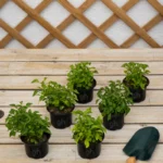 Green Alternanthera (Green Alternanthera)