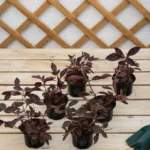 Purple Iresine (Iresine Lindenii)