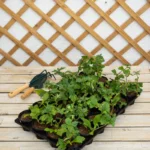 Wedelia (Wedelia Trilobata)