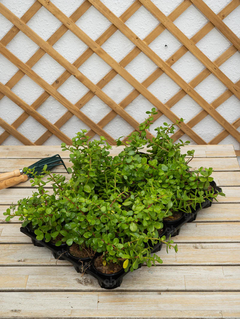 Elephant's Bush (Portulacaria Afra) - Image 3