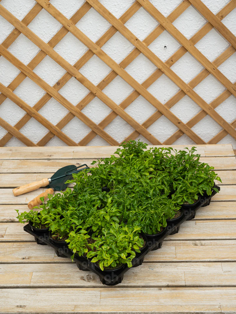 Green Alternanthera (Green Alternanthera) - Image 3