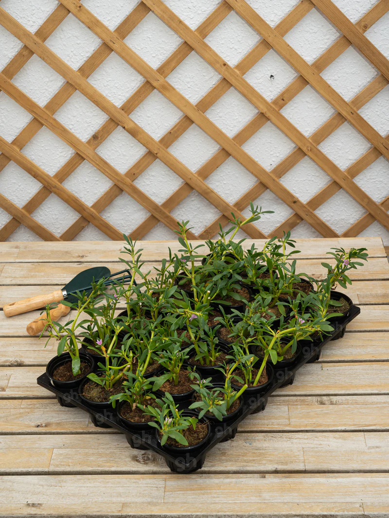 Purslane (Sesuvium Portulacastrum) - Image 2