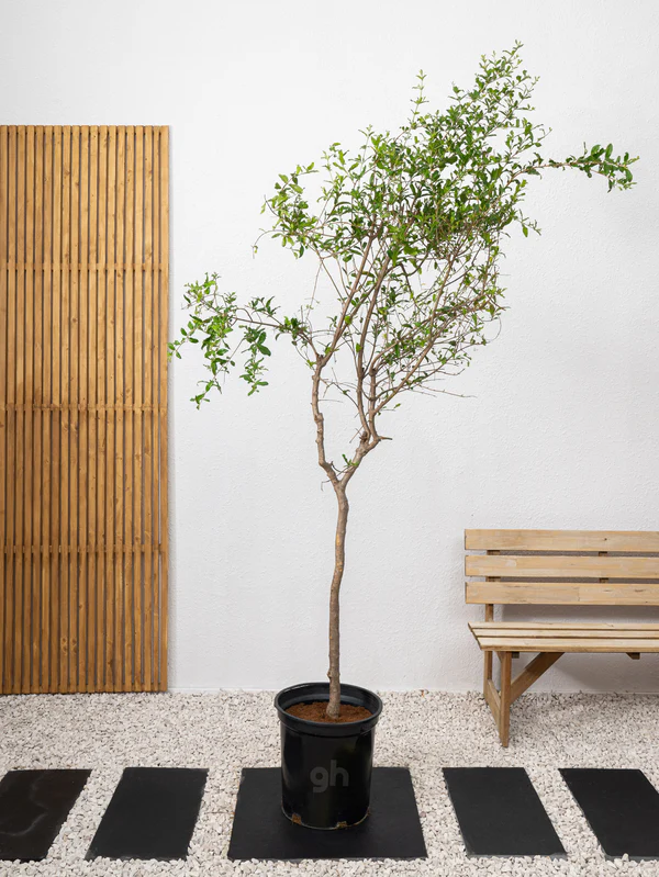 Pomegranate Tree (Punica granatum) - Image 4