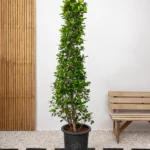 Ficus Panda Cone (Ficus Diversifolia)