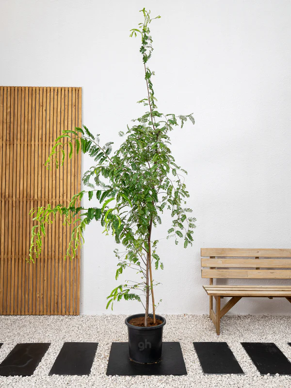 Tamarind Tree (Tamarindus indica)