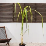 Sugarcane (Saccharum Officinarum)