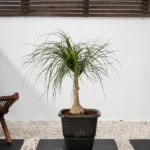Elephant Foot Tree (Beaucarnea Recurvata)