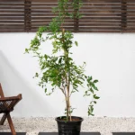 Pomegranate Tree (Punica granatum)