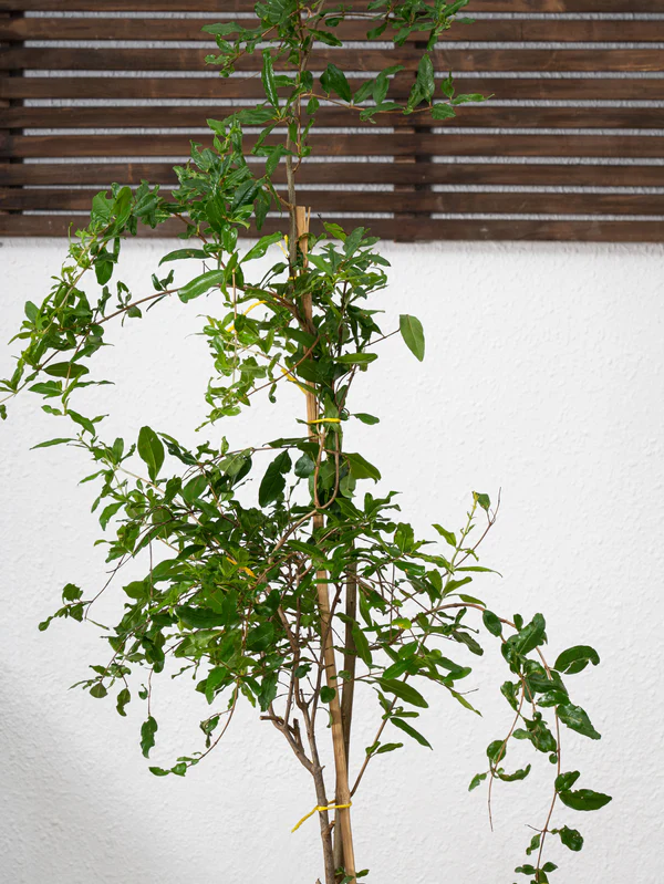 Pomegranate Tree (Punica granatum) - Image 3