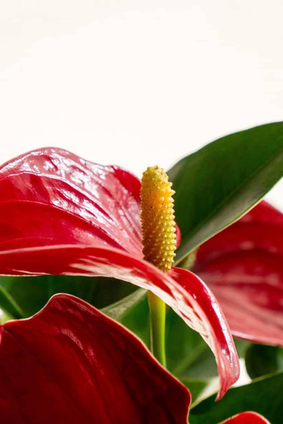 PS Red Anthurium Kokedama (PS Kokedama) - Image 2