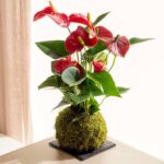 PS Red Anthurium Kokedama (PS Kokedama)