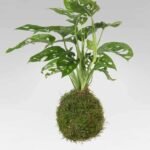 PS Swiss Cheese Kokedama (PS Kokedama)