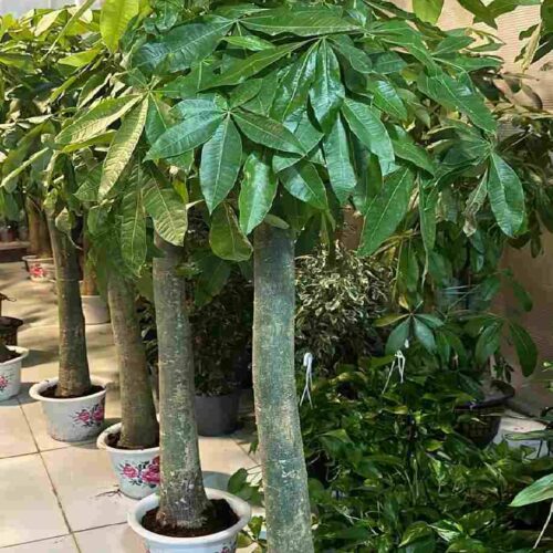 Pachira Aquatica China 1