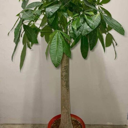 Pachira Aquatica China