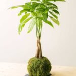 PS Pachira Kokedama (PS Kokedama)