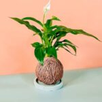 Peace Lily Kokedama (PS Gardening)