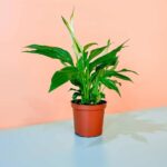 Peace Lily Mini (Spathiphyllum)