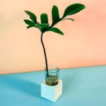 Philodendron Pedatum Cubo (PS Decor)